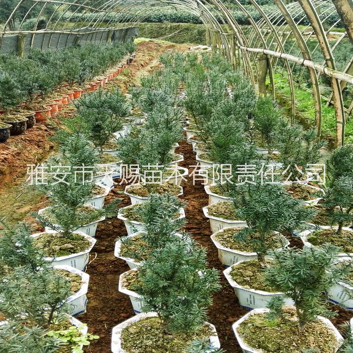 供应用于净化空气|南方红豆杉|室内绿植的南方红豆杉、曼地亚红豆杉盆景批发