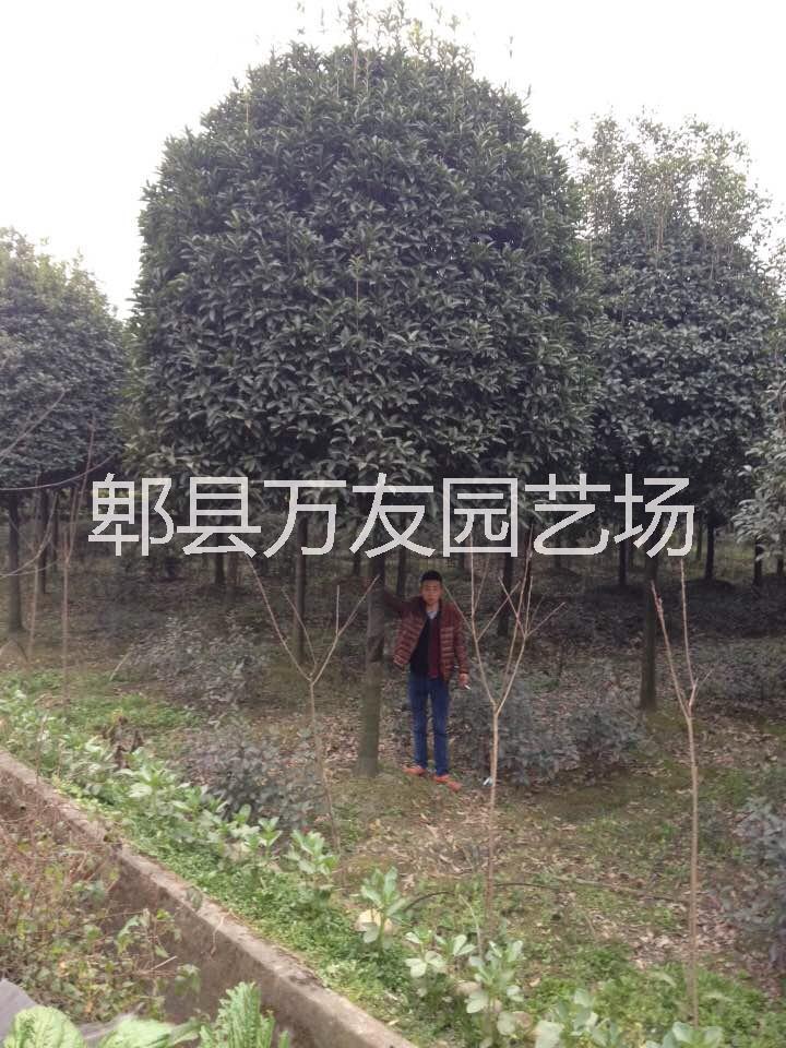 成都高桿桂花批發(fā)基地/高桿桂花圖片