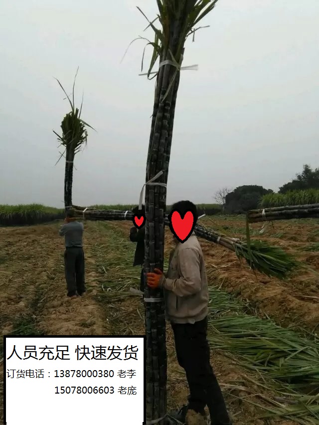 供应玉林甘蔗，广西甘蔗.博白甘蔗 广西黑皮甘蔗.博白黑皮甘蔗图片