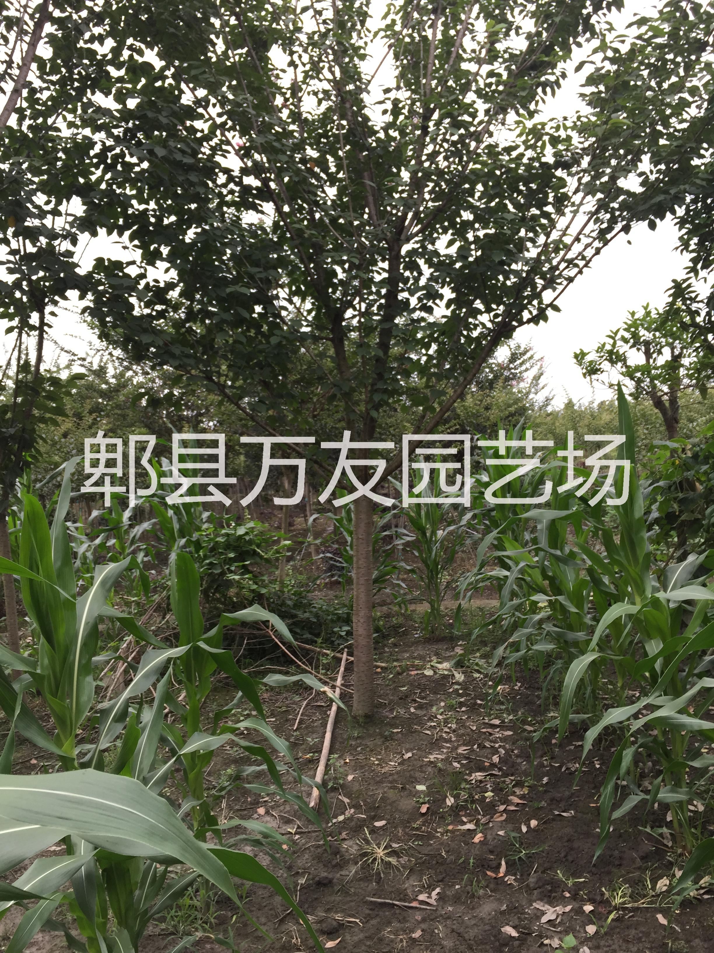 供应成都高杆樱花批发/成都高杆樱花基地/成都樱花价格/四川高杆晚樱