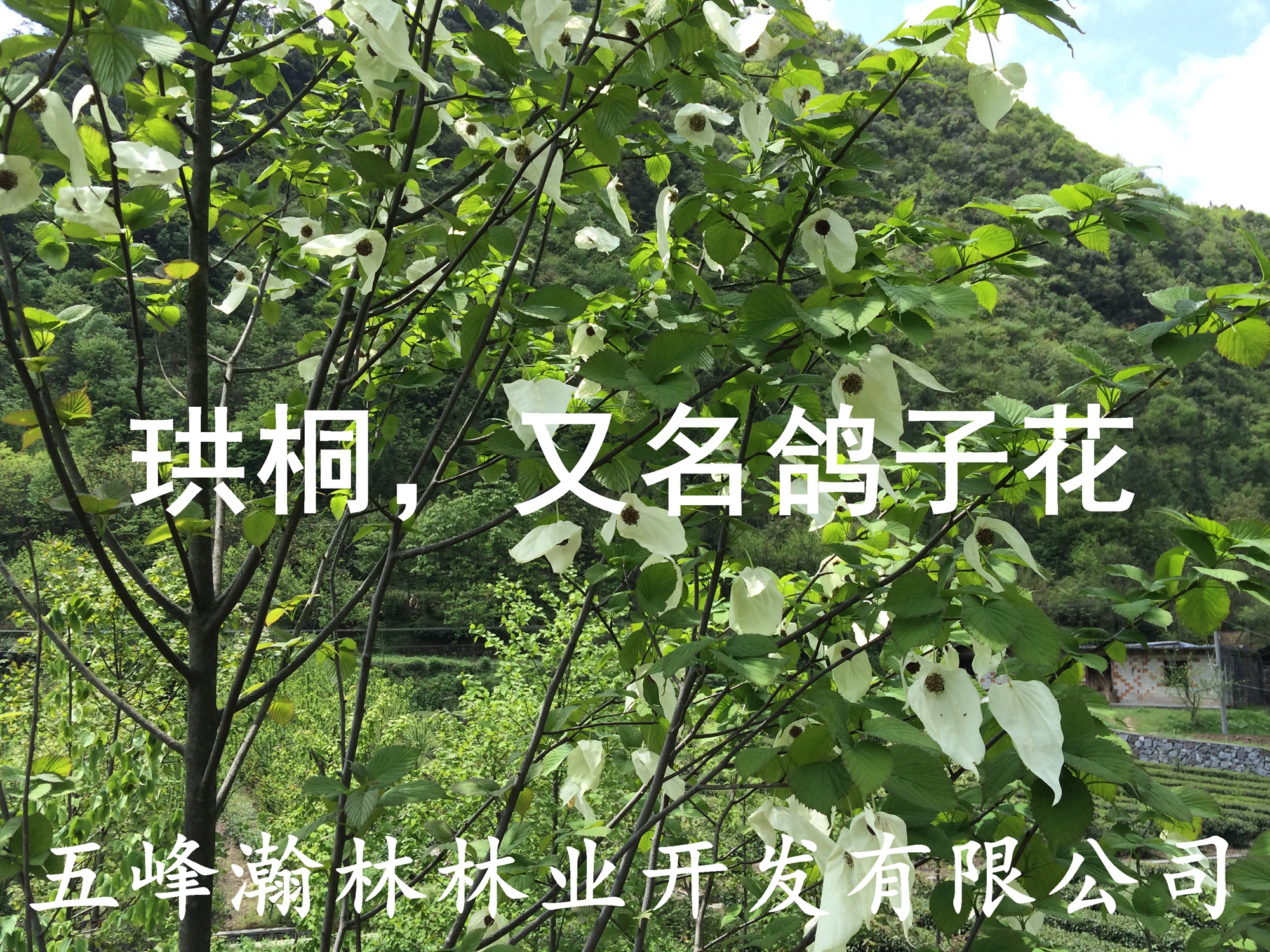 鴿子花大苗圖片/鴿子花大苗樣板圖 (4)