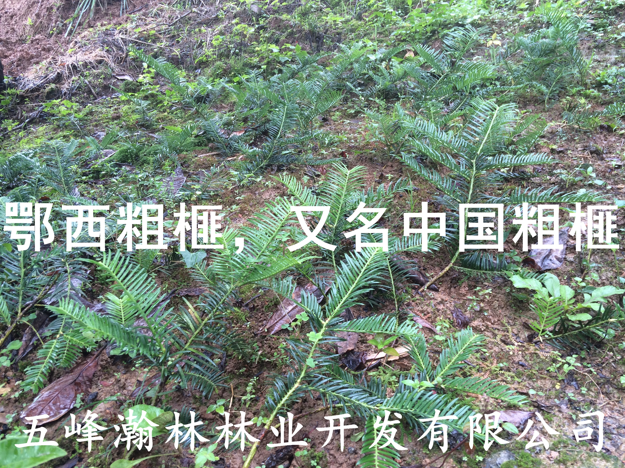 供應(yīng)粗榧苗/鄂西粗榧苗/粗榧杉苗