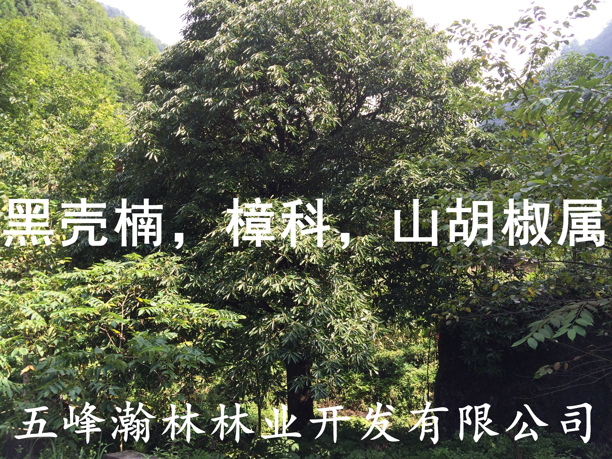 黑殼楠苗圖片/黑殼楠苗樣板圖 (2)