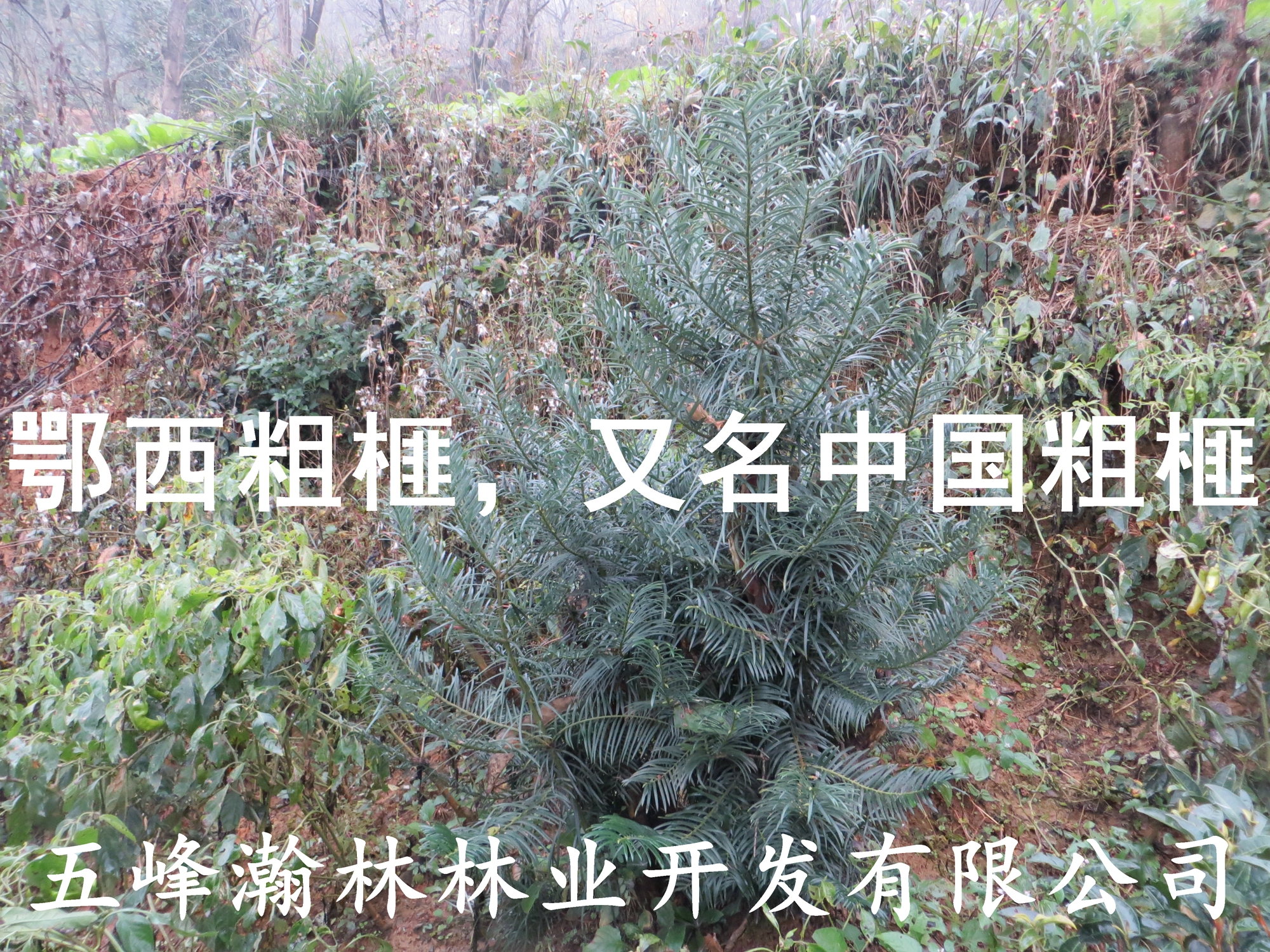 粗榧圖片/粗榧樣板圖 (2)