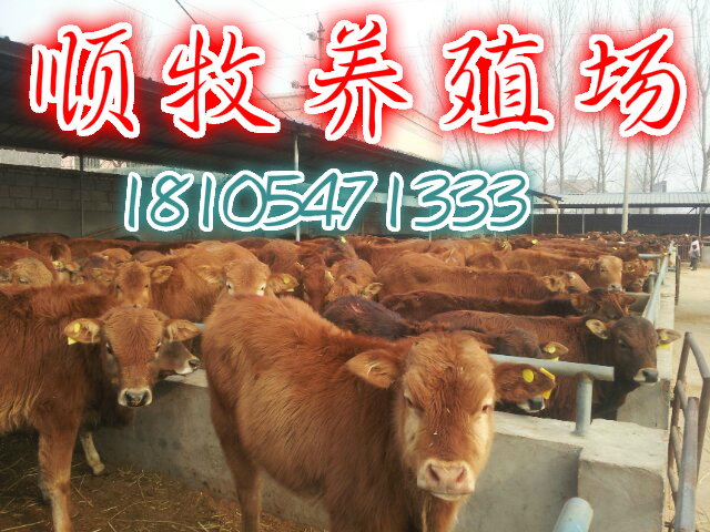 供应用于养殖的养殖10头肉牛的成本和利润图片