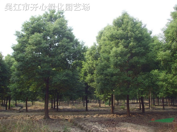 供应山东菏泽大叶女贞苗木基地苗圃图片