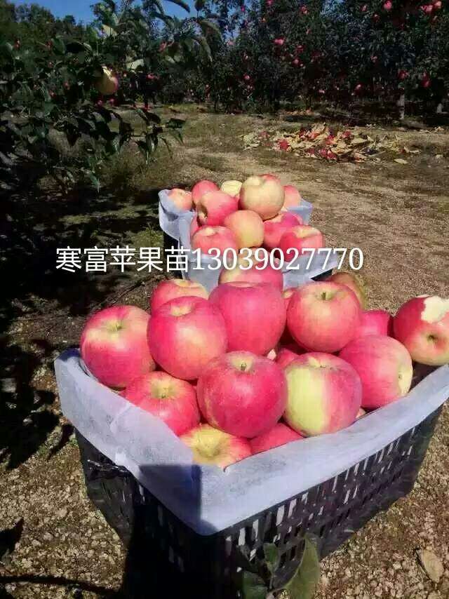 吉林出售寒富苹果苗图片