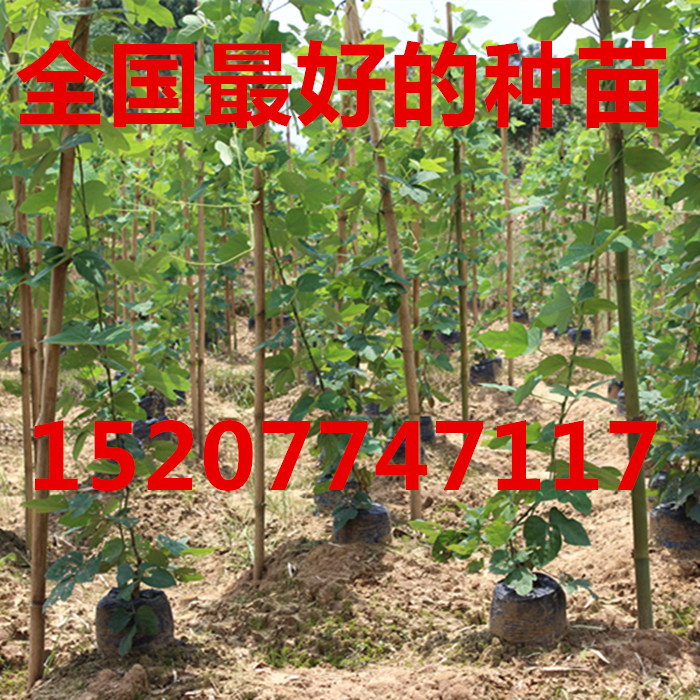 供应无渣粉葛种苗，和平粉葛一号葛根苗，黄金葛根苗，桂葛一号葛根苗，四川葛根苗供应商，云南葛根苗销售公司