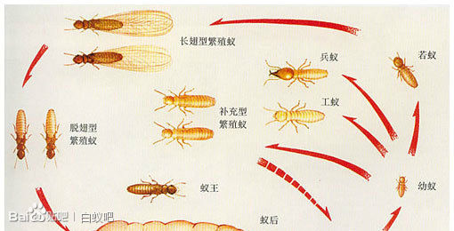 装修白蚁预防方法图片