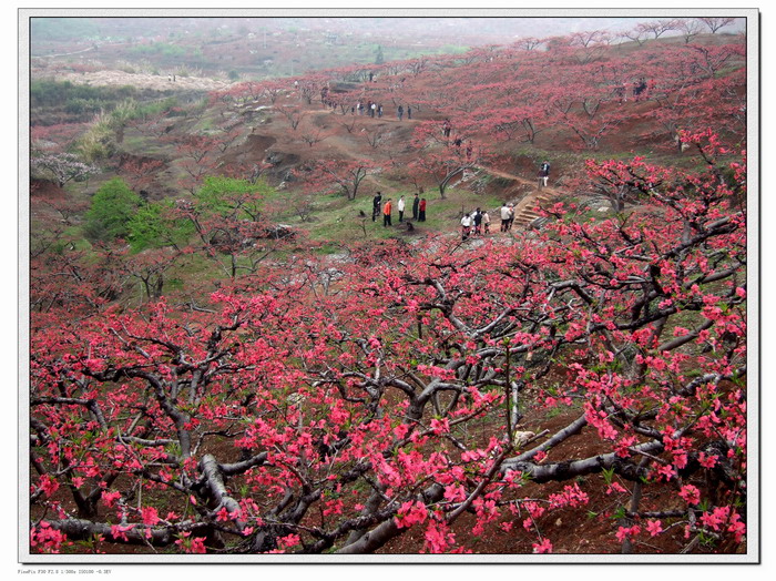 观赏桃花图片