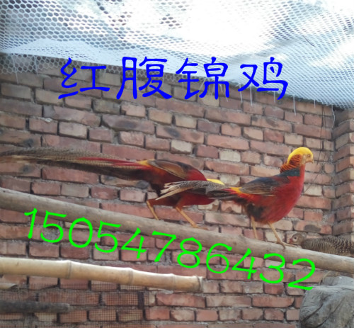 供應(yīng)紅腹錦雞養(yǎng)殖，紅腹錦雞多少錢一