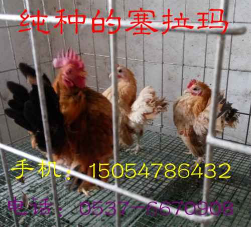 2016紅腹錦雞的價(jià)格圖片