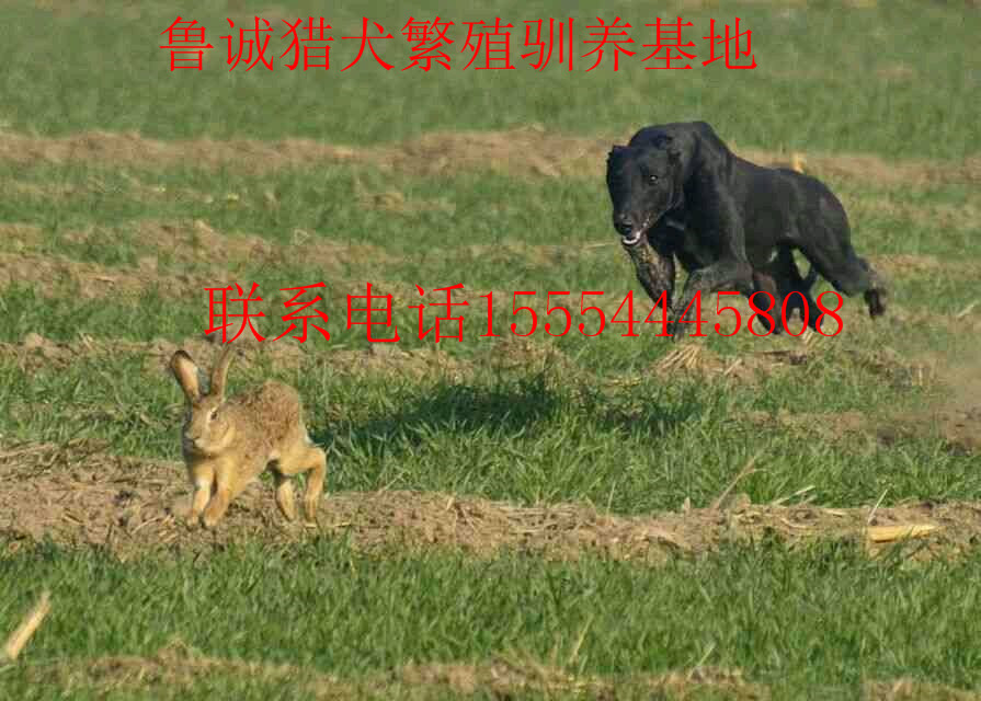 济宁市血统格力犬厂家出售血统格力犬、黑白活全会、回叼、上下摩托车