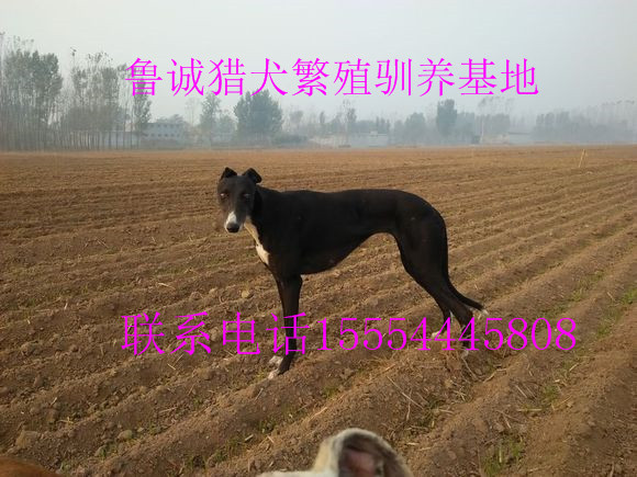 出售成年纯种惠比特犬