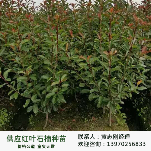 2公分紅葉石楠圖片/2公分紅葉石楠樣板圖 (1)