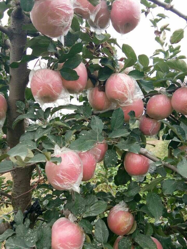 苹果，苹果价格，苹果批发图片