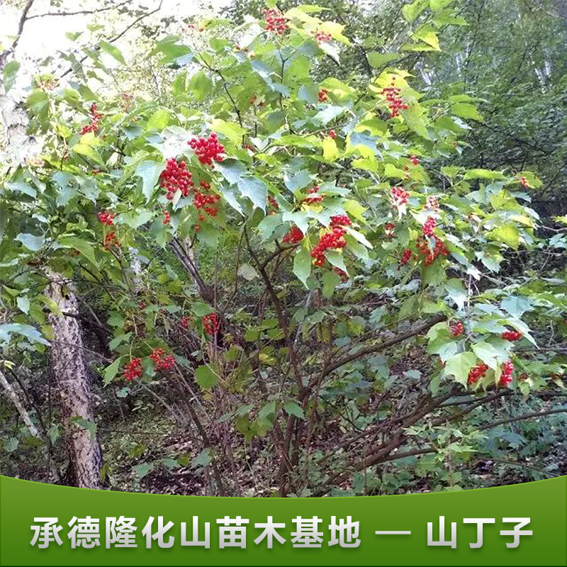 供应苗木基地园林绿化果树苗山丁子批发 山丁子嫁接苗子品种齐全 梨树嫁接砧木种子图片