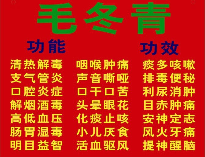 供应广东地区云南正宗毛冬青批发 云南正宗毛冬青价格 厂家直批  货到付款图片