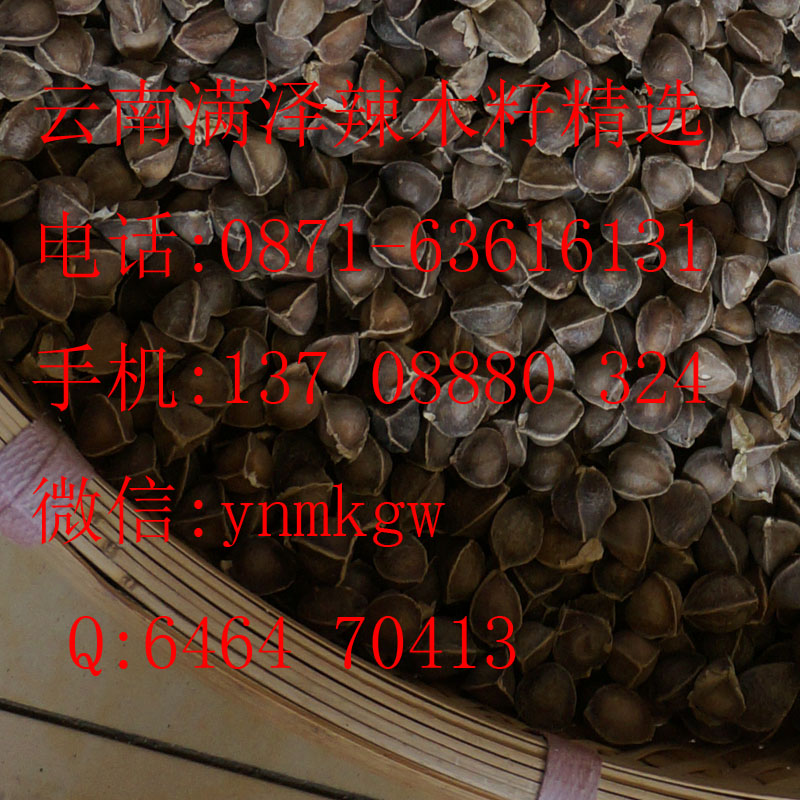 保山辣木籽，保山辣木種子，云南滿澤保山施甸辣木籽種植基地，云南辣木籽，保山辣木茶，辣木葉，辣木粉，保山辣木苗