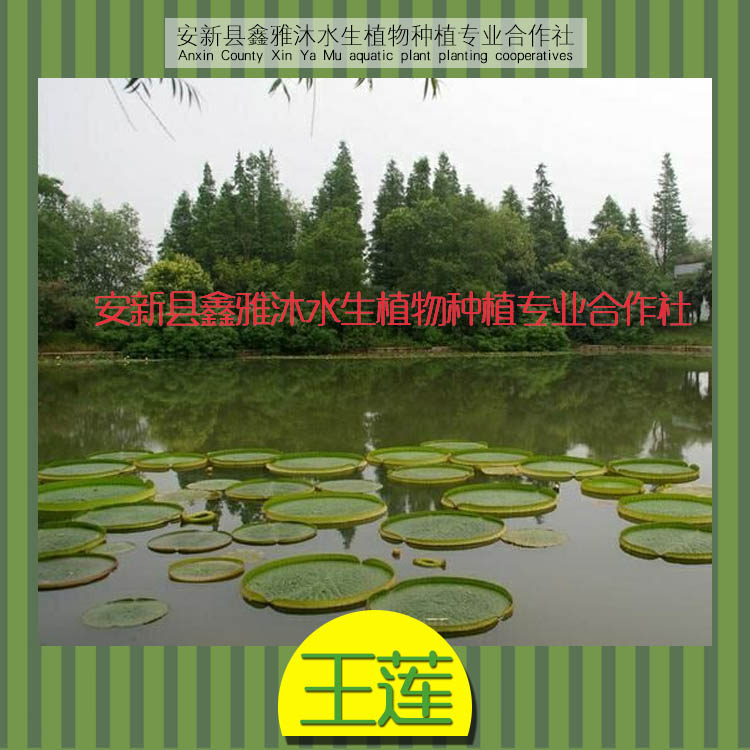 王莲种植公司图片