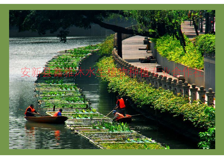 供应黑河浮岛制作，浮岛种植，浮岛销售批发，厂家种植睡莲，荷花，芦苇，香蒲，水葱等图片