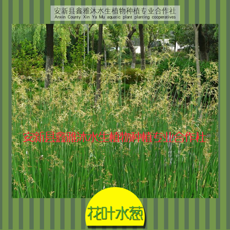 保定市大庆水葱种植厂家厂家