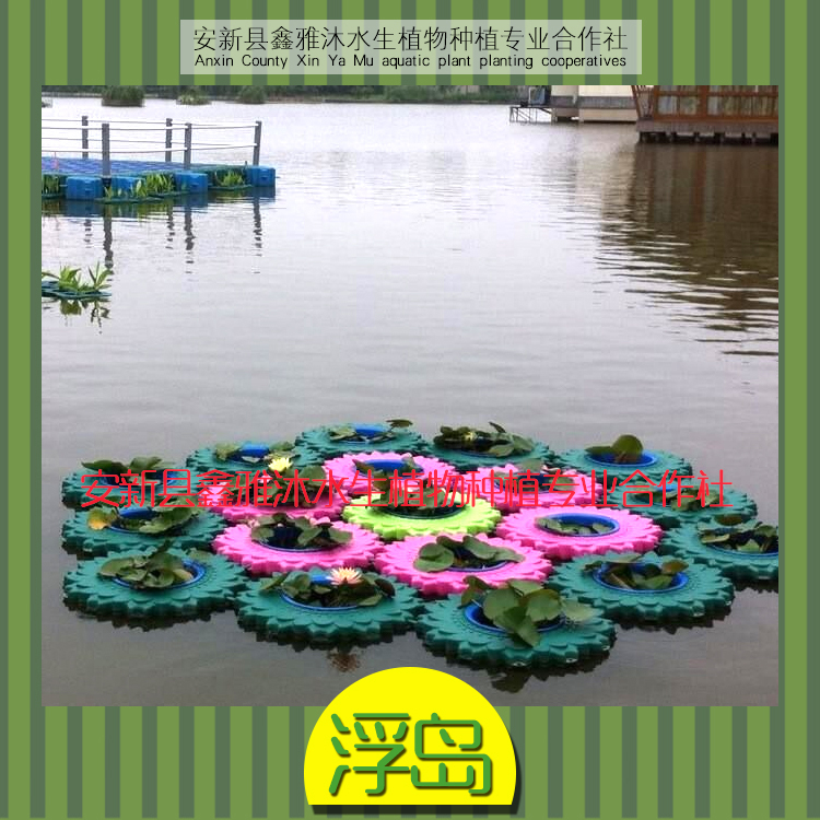 供应南京浮岛种植，浮岛制作，浮岛批发公司，荷花种植技术，睡莲种苗基地图片