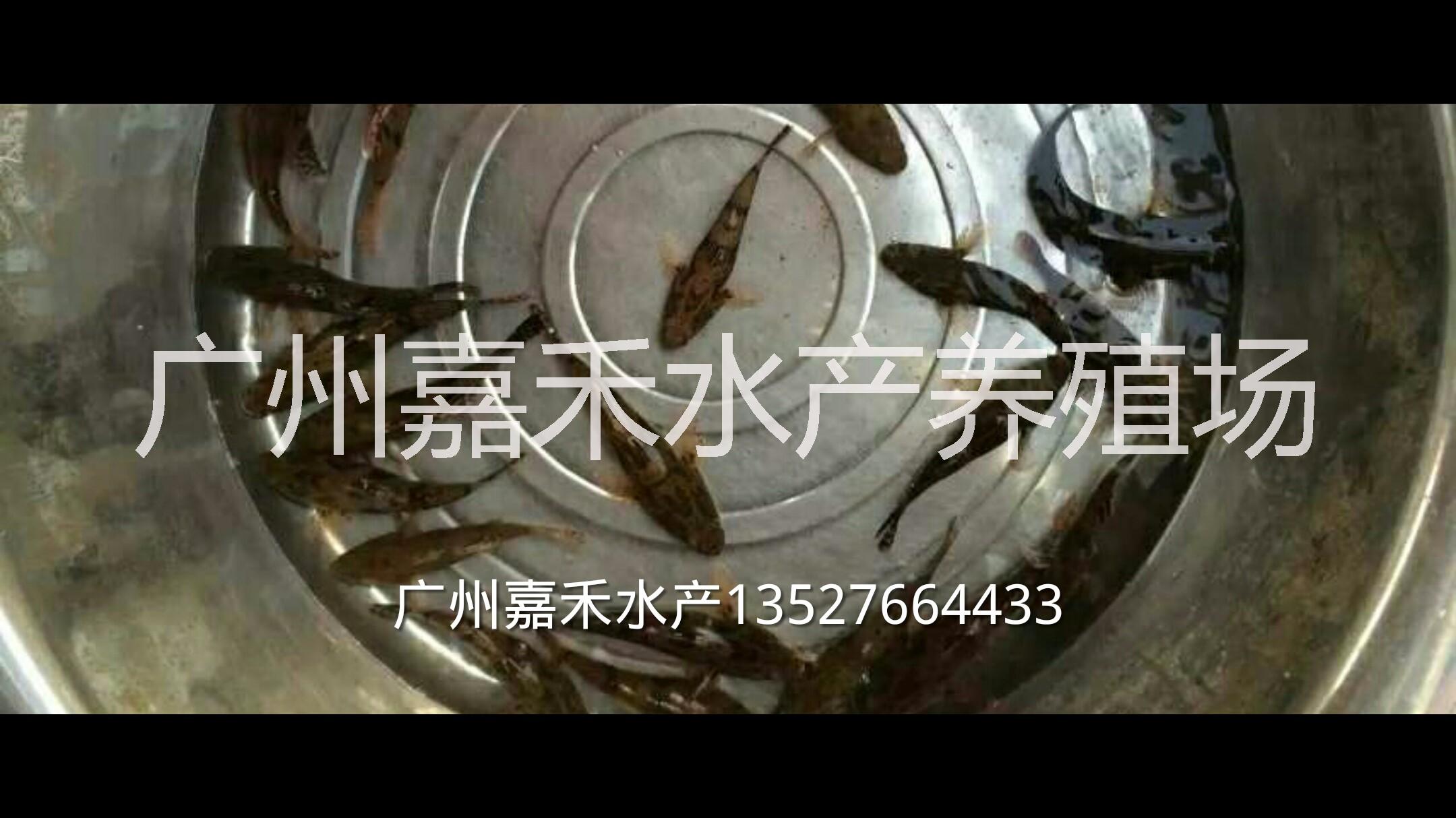 全國筍殼魚苗批發(fā)圖片/全國筍殼魚苗批發(fā)樣板圖 (3)