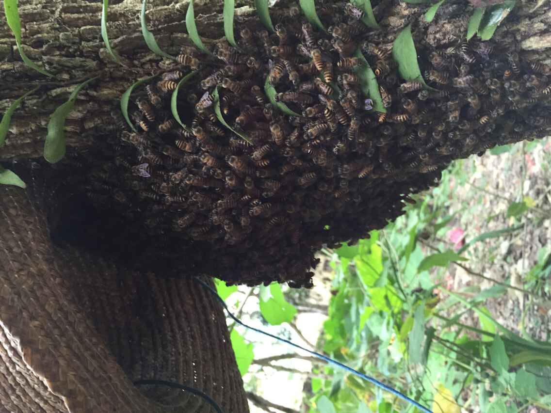 供应深圳蜂农批发新采优质纯天然冬蜜，蜂蜜香草养生馆批发纯天然冬蜜图片