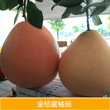蜜柚苗圖片/蜜柚苗樣板圖 (3)