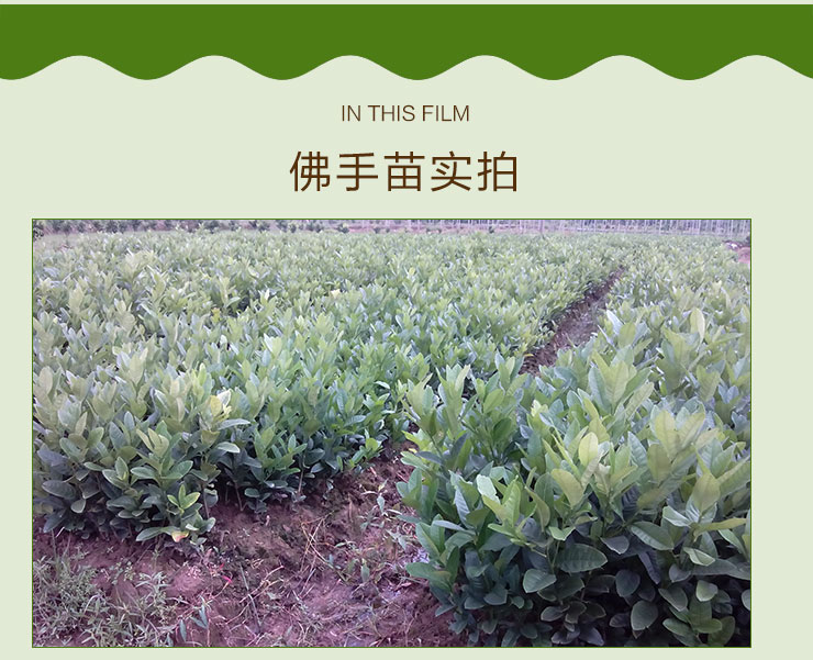 廣佛手苗怎么種植圖片