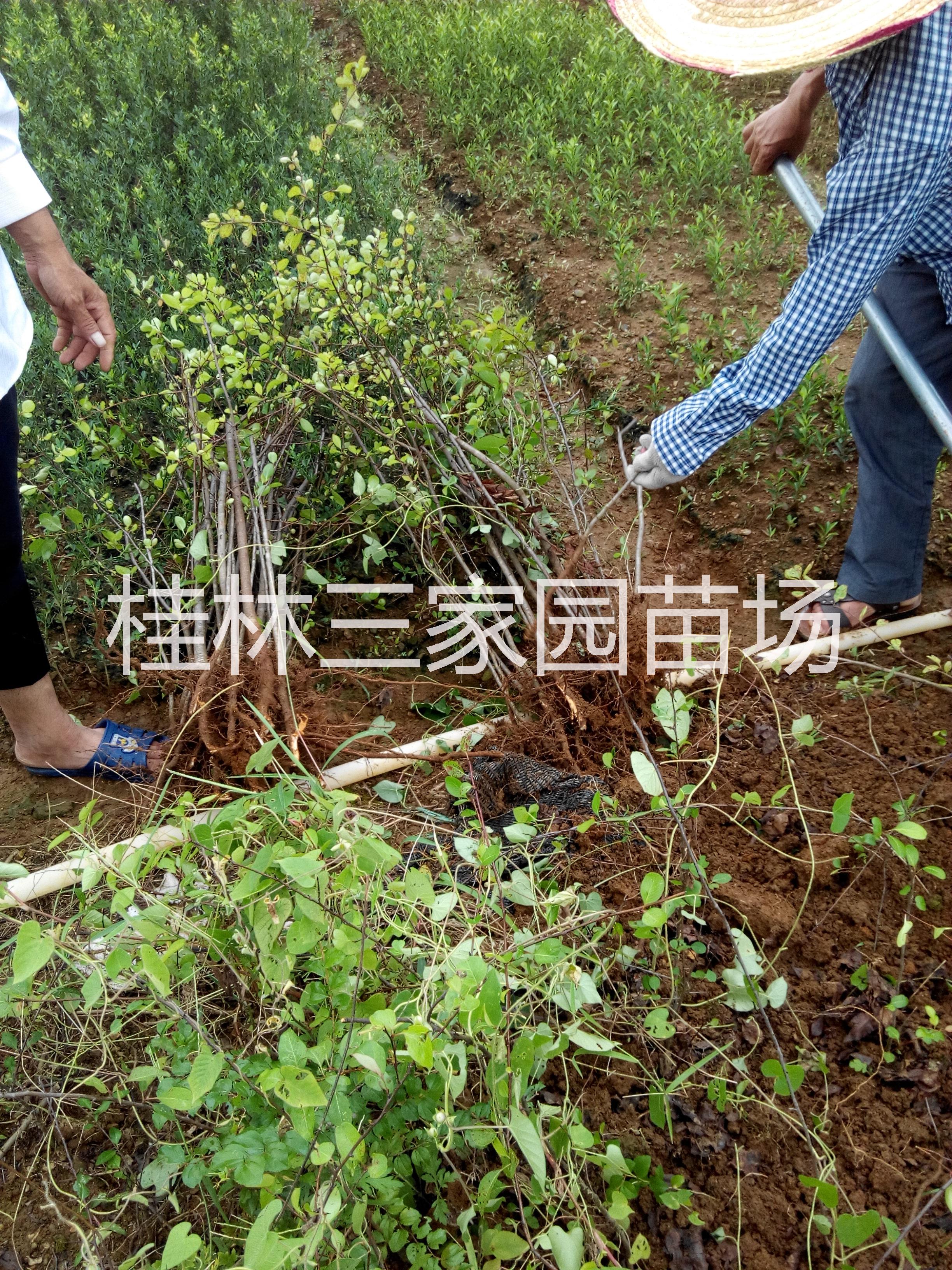 广西棠梨苗/鸟梨苗/棠梨苗价格图片