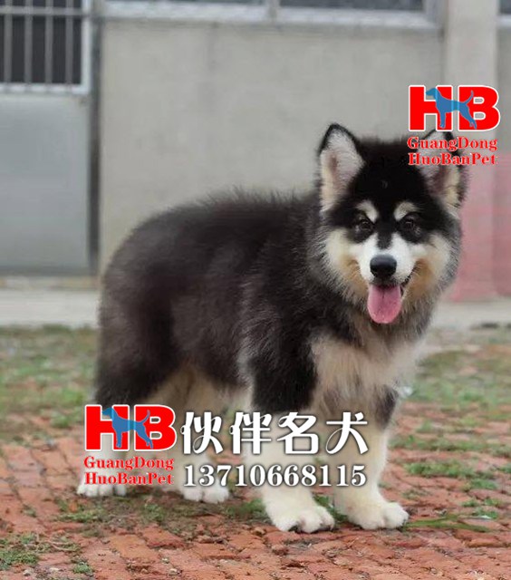 珠海哪里有卖英国斗牛犬的图片