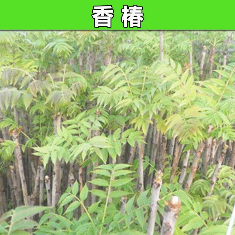 香椿苗香椿苗价格批发基地