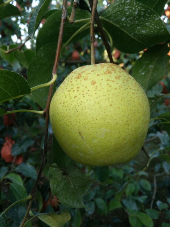 河北雪花梨 大量库存 质量保证