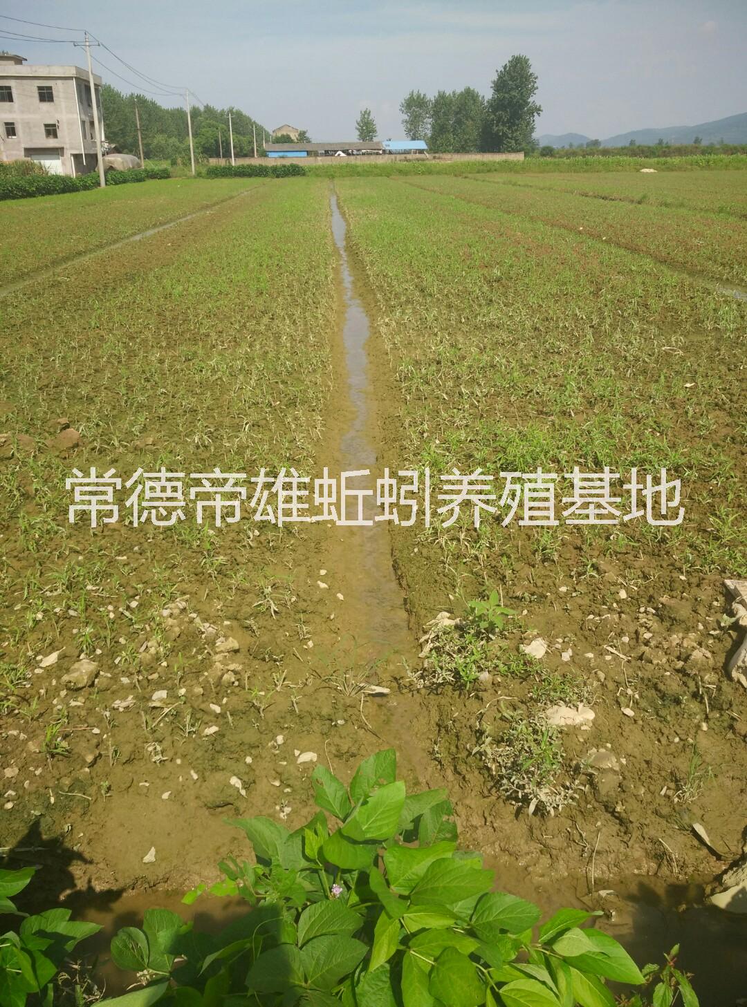 批發(fā)野生藜蒿洞庭湖蒿圖片/批發(fā)野生藜蒿洞庭湖蒿樣板圖 (2)