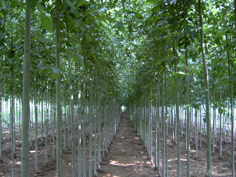 供应白蜡小苗，山西哪里有速生白蜡小苗种植基地，白蜡小苗图片，白蜡小苗价格，哪里有白蜡小苗批发，山东哪里有白蜡小苗直销图片