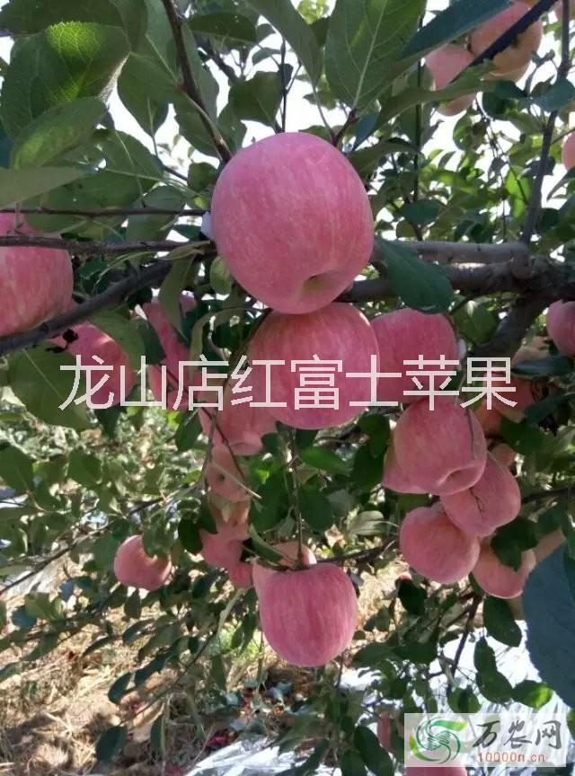 供应代收嘎拉苹果