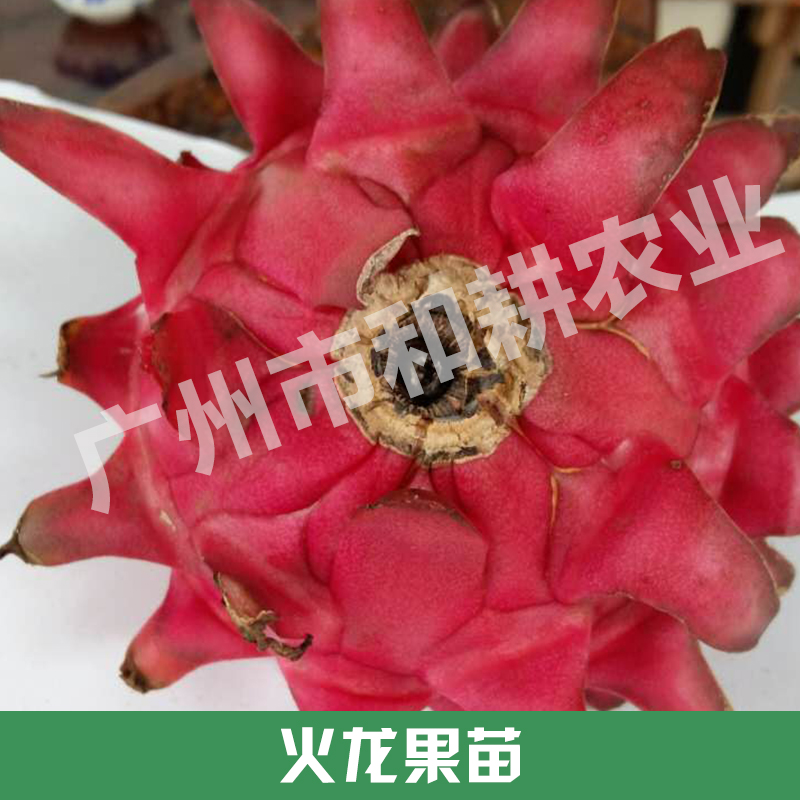 优质火龙果苗直销