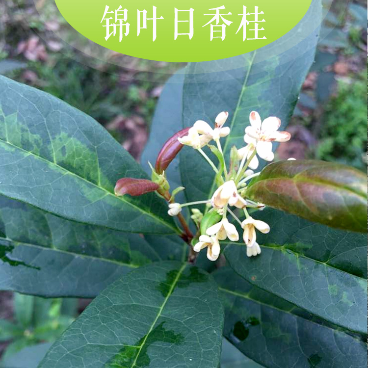 供應(yīng)錦葉日香桂優(yōu)質(zhì)錦葉日香桂