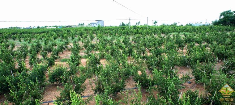 供应用于种植的罗汉松工程苗苗木毛坯苗图片