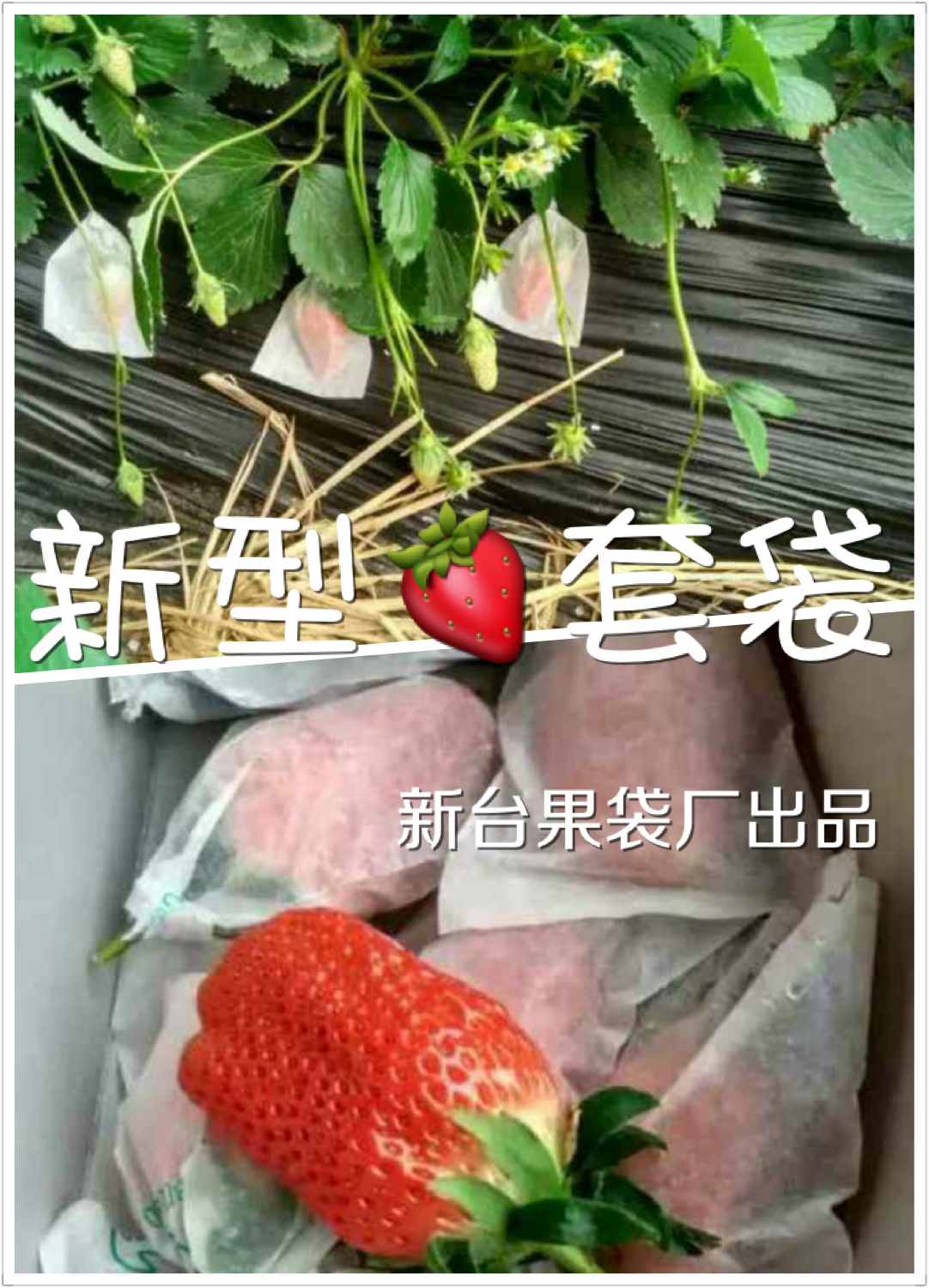 新型草莓套袋绿色果袋图片