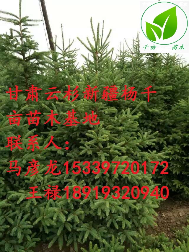 甘肅云杉圖片/甘肅云杉樣板圖 (4)