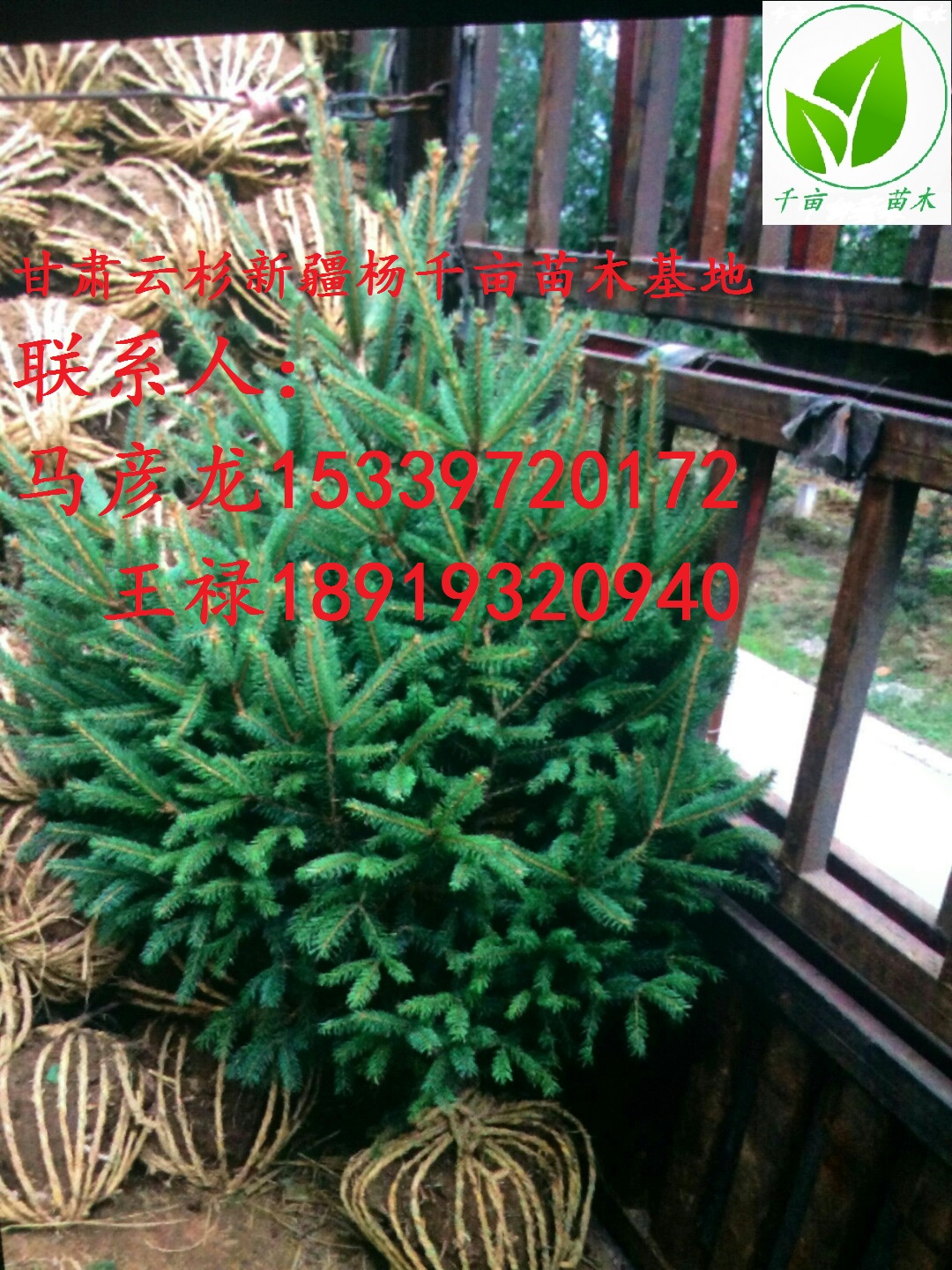 甘肅云杉圖片/甘肅云杉樣板圖 (1)