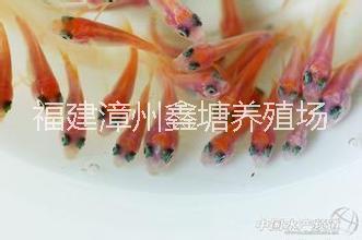 羅非魚圖片/羅非魚樣板圖 (2)