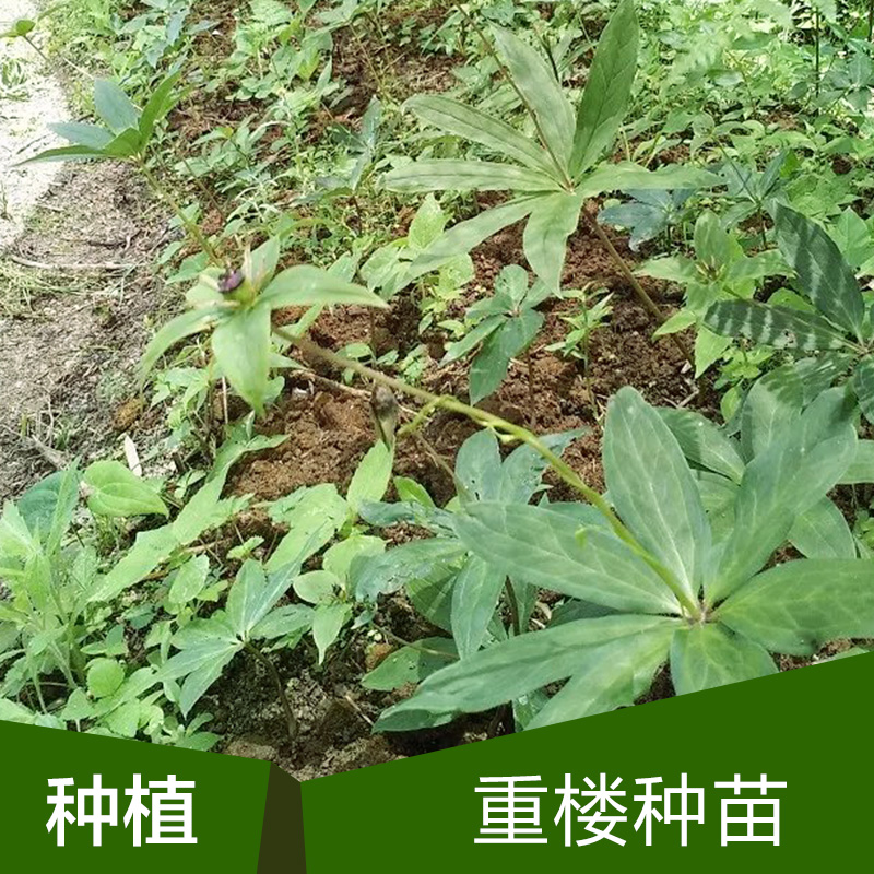 供应重楼种苗 广西重楼种植基地 广西重楼种子图片