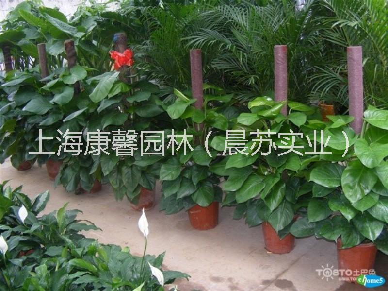 九龙坡区办公室植物摆放租赁电话 九龙坡区绿植花卉租赁公司