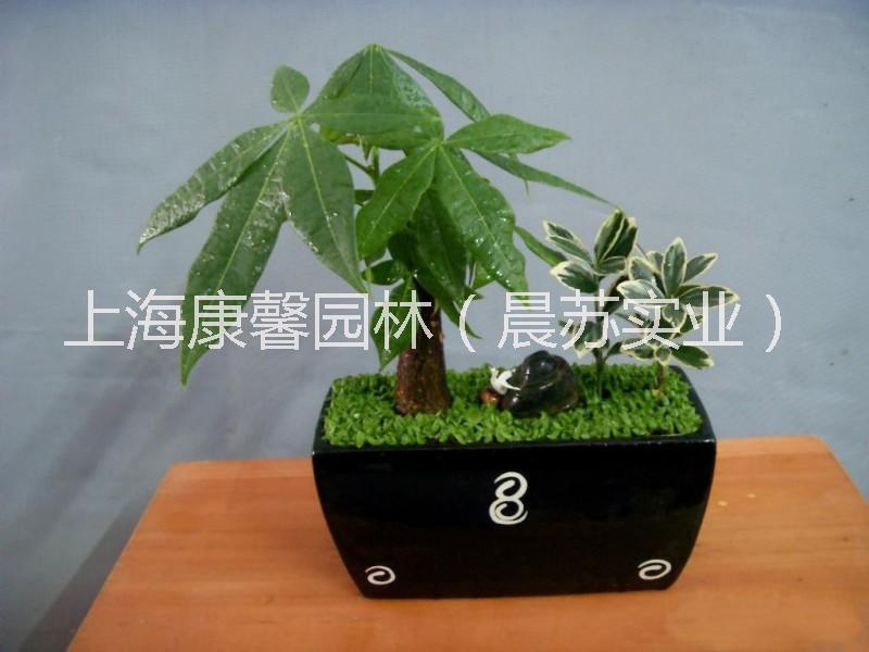 供应重庆植物租赁 重庆办公室植物租赁电话，重庆办公室绿植租赁电话