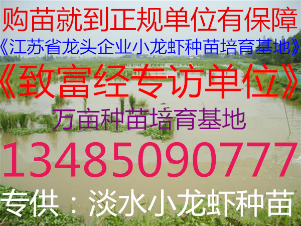 小龙虾亲本虾批发龙虾苗多少钱一斤稻田养殖小龙虾技术图片