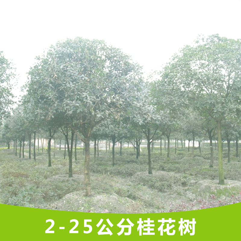 供应桂林桂花树苗批发基地  桂林桂花树苗种植基地 桂林桂花树苗批发价格图片